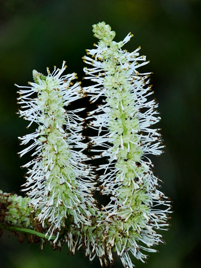{Sanguisorba canadensis}